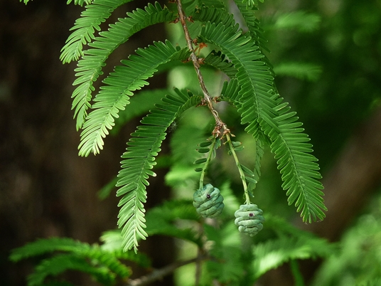 {Metasequoia glyptostroboides}